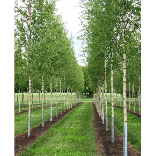Береза бородавчатая "Betula"