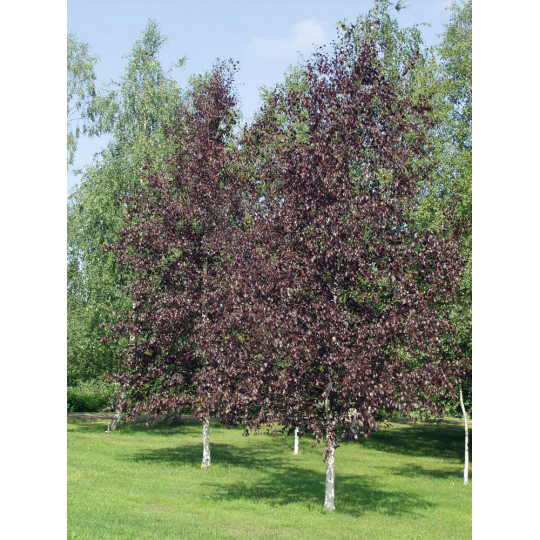 Береза повислая "Purpurea"