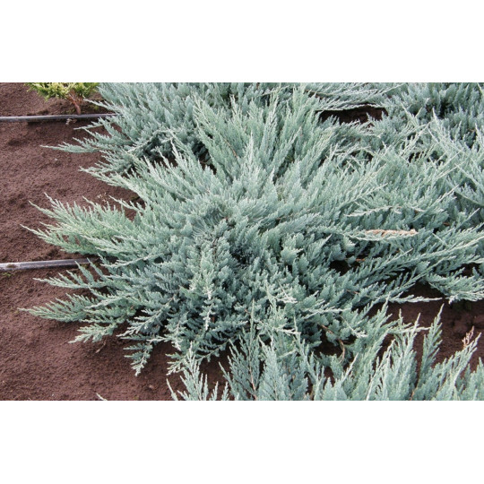 Можжевельник горизонтальный "Blue Chip"