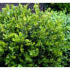 Самшит вечнозеленый "Buxus"
