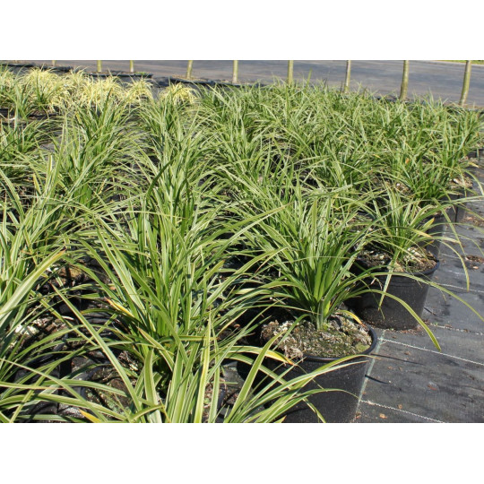 Осока Моррова Вариегата "Variegata"