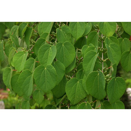 Багряник японский "Cercidiphyllum"