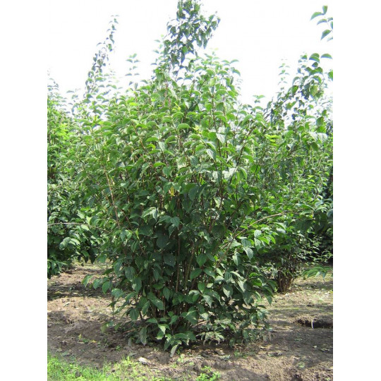 Чубушник венечный "Philadelphus"