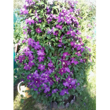 Клематис ботанический "Clematis"