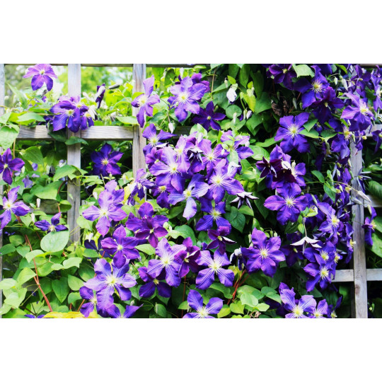 Клематис ботанический "Clematis"
