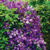 Клематис ботанический "Clematis"