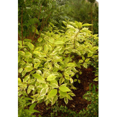 Дерен белый Гоучалти "Gouchaultii"