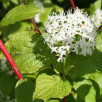Дерен белый Сибирика "Sibirica"