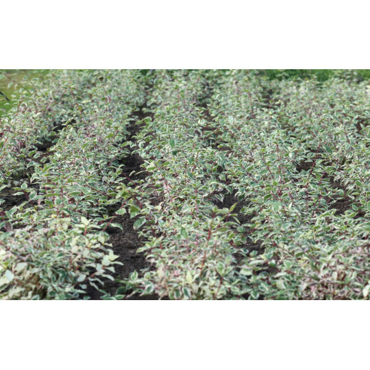 Дерен белый Сибирика Вариегата "Sibirica Variegata"