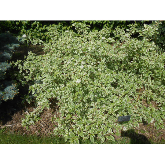 Дерен белый Сибирика Вариегата "Sibirica Variegata"