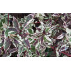 Дерен белый Сибирика Вариегата "Sibirica Variegata"