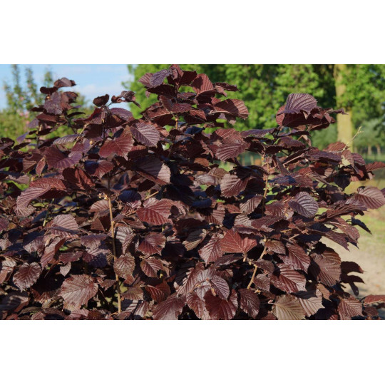Лещина пурпурная "Atropurpurea"