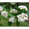 Боярышник сливолистный "Prunifolia"