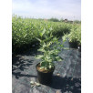Дерен белый Сибирика Вариегата "Sibirica Variegata"