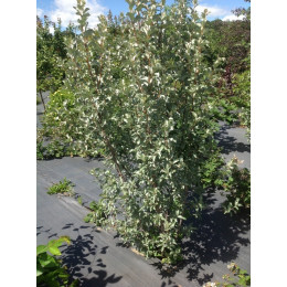 Лох серебристый "Elaeagnus"