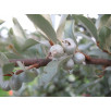 Лох серебристый "Elaeagnus"