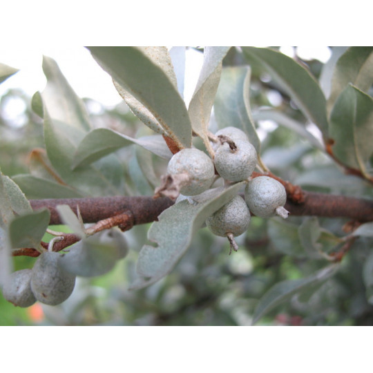 Лох серебристый "Elaeagnus"