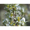 Лох серебристый "Elaeagnus"
