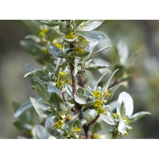 Лох серебристый "Elaeagnus"