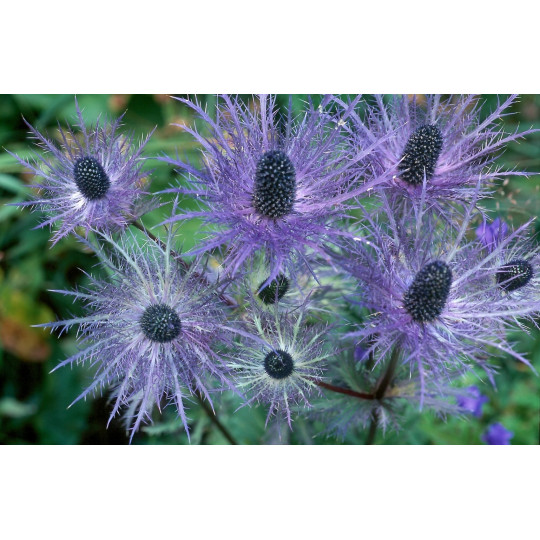 Синеголовник Альпийский "Eryngium"