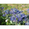 Синеголовник Альпийский "Eryngium"