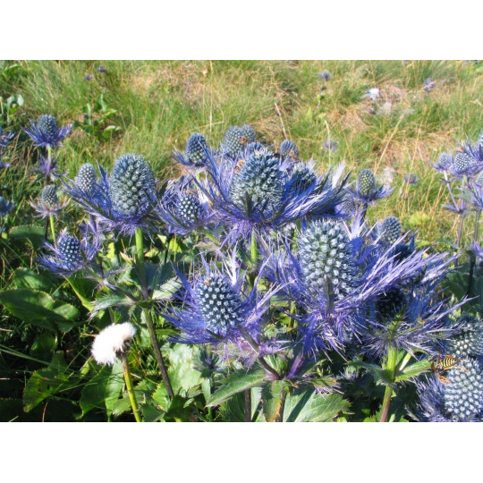 Синеголовник Альпийский "Eryngium"