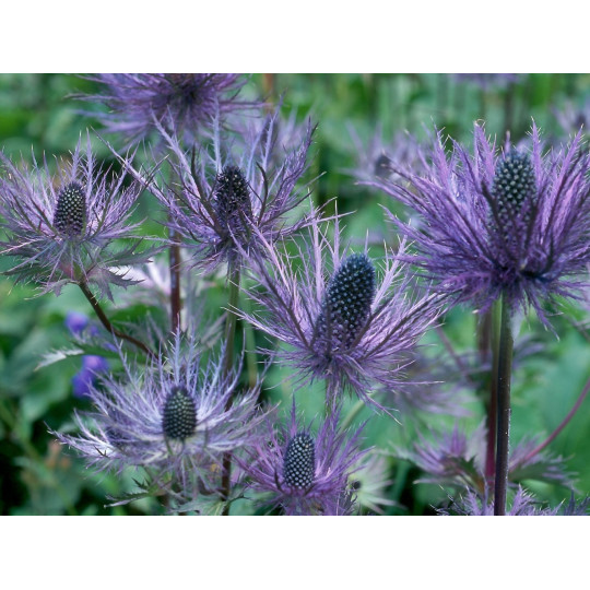 Синеголовник Альпийский "Eryngium"