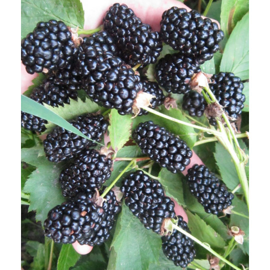 Ежевика кустистая Блэк Бат "Black Butte"