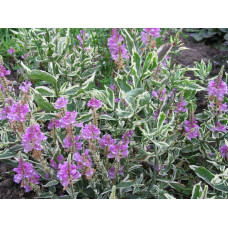 Физостегия виргинская "Variegata"