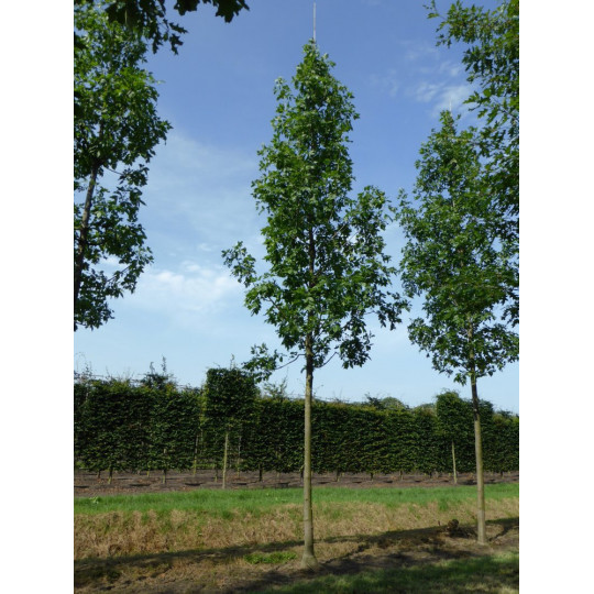 Ясень пенсильванский "Fraxinus"