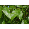 Ясень пенсильванский "Fraxinus"