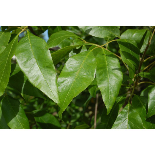 Ясень пенсильванский "Fraxinus"
