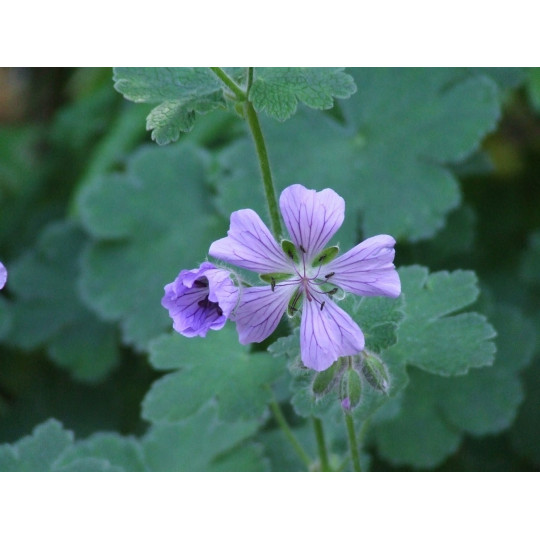 Герань гибридная Филипп Ваппель "Philippe Vapelle"