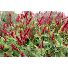 Горец стеблеобъемлющий "Persicaria"