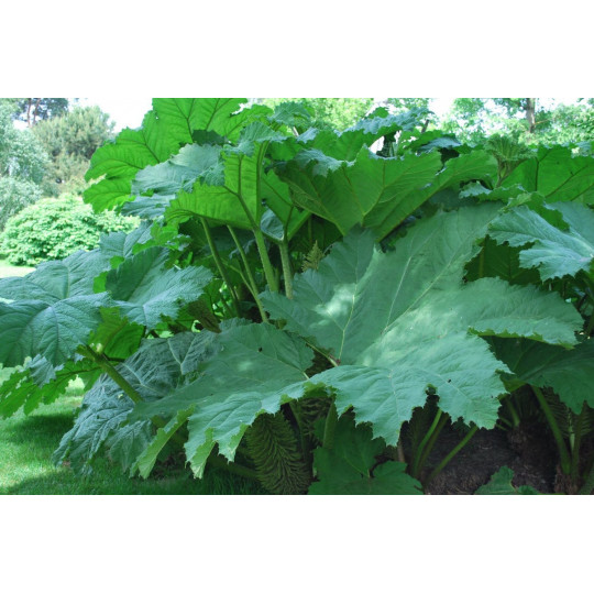 Гуннера рукавчатая "Gunnera"