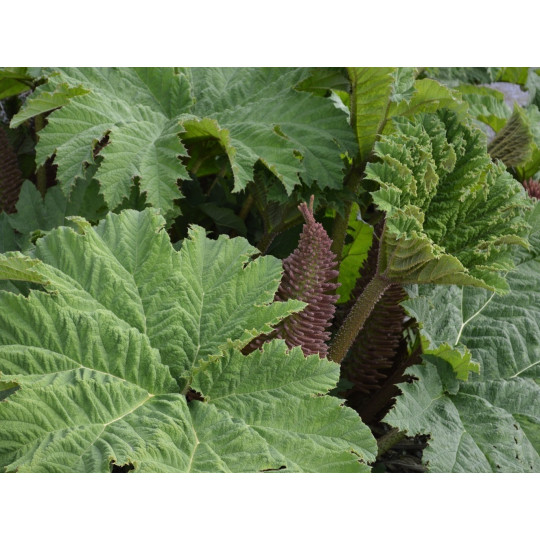 Гуннера рукавчатая "Gunnera"