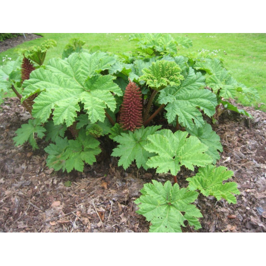 Гуннера рукавчатая "Gunnera"