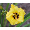 Лилейник Литтл Бамбл Би "Little Bumble Bee"