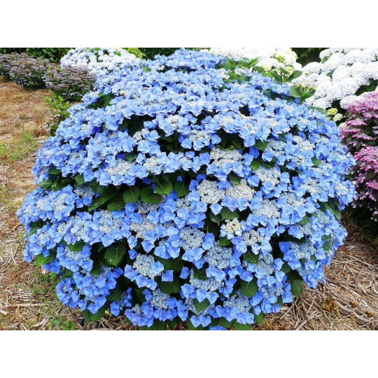 Гортензия макрофила Блаумайзе "Blaumeise"