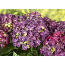 Гортензия крупнолистная Форевер энд Эвер "Purple"
