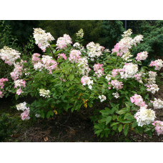 Гортензия метельчатая Грандифлора "Grandiflora"