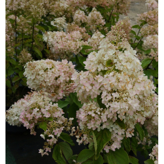 Гортензия метельчатая Грандифлора "Grandiflora"