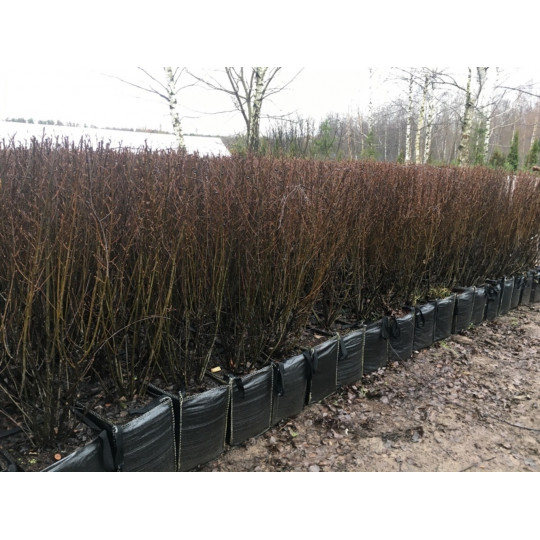 Живая изгородь Кизильник блестящий "Cotoneaster"