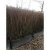 Живая изгородь Кизильник блестящий "Cotoneaster"
