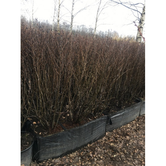 Живая изгородь Кизильник блестящий "Cotoneaster"