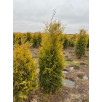 Туя западная Голден Брабант "Golden Brabant"
