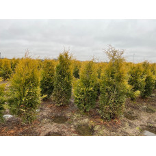 Туя западная Голден Брабант "Golden Brabant"