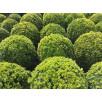 Самшит вечнозеленый "Buxus"
