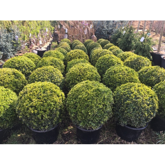 Самшит вечнозеленый "Buxus"