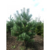 Сосна обыкновенная "Pinus"